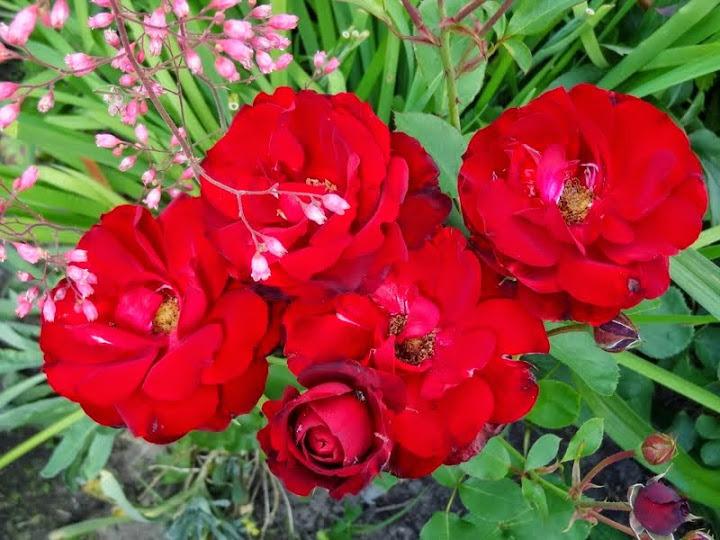 Photo of Rose (Rosa 'Alain') uploaded by Orsola