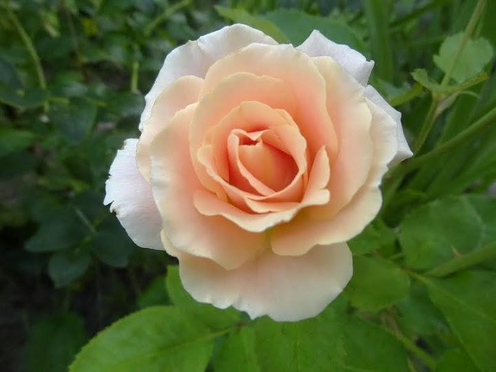 Photo of Rose (Rosa 'Folksinger') uploaded by Orsola