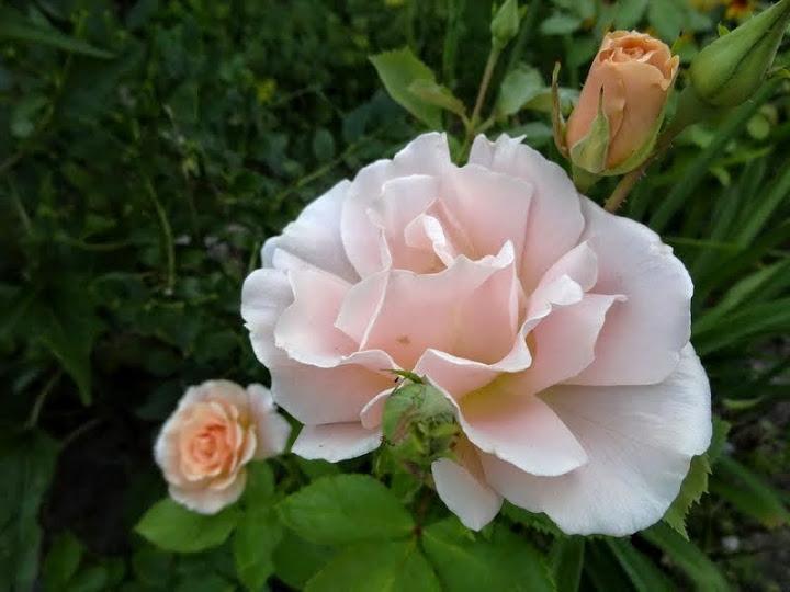 Photo of Rose (Rosa 'Folksinger') uploaded by Orsola