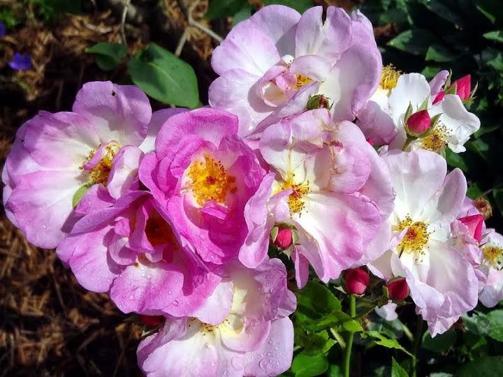 Photo of Rose (Rosa 'Escapade') uploaded by Orsola