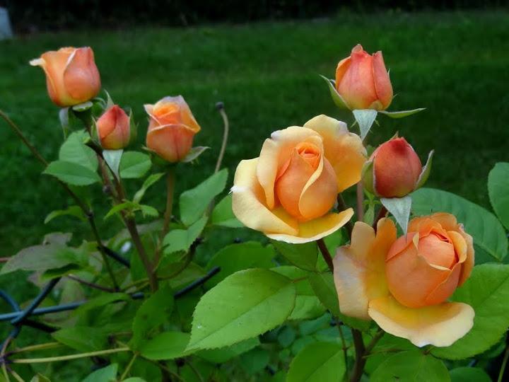 Photo of English Shrub Rose (Rosa 'Charles Austin') uploaded by Orsola