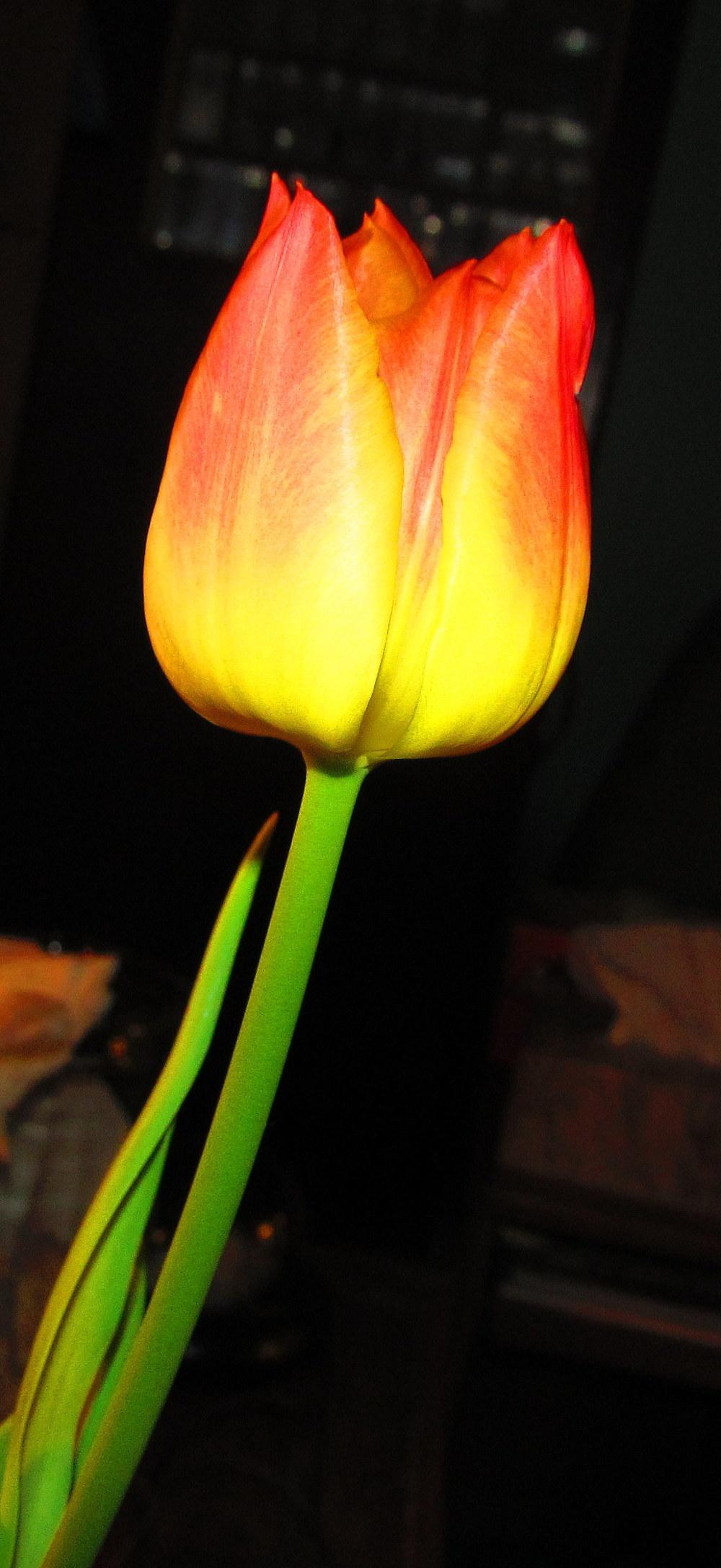 Photo of Triumph Tulip (Tulipa 'Suncatcher') uploaded by jmorth