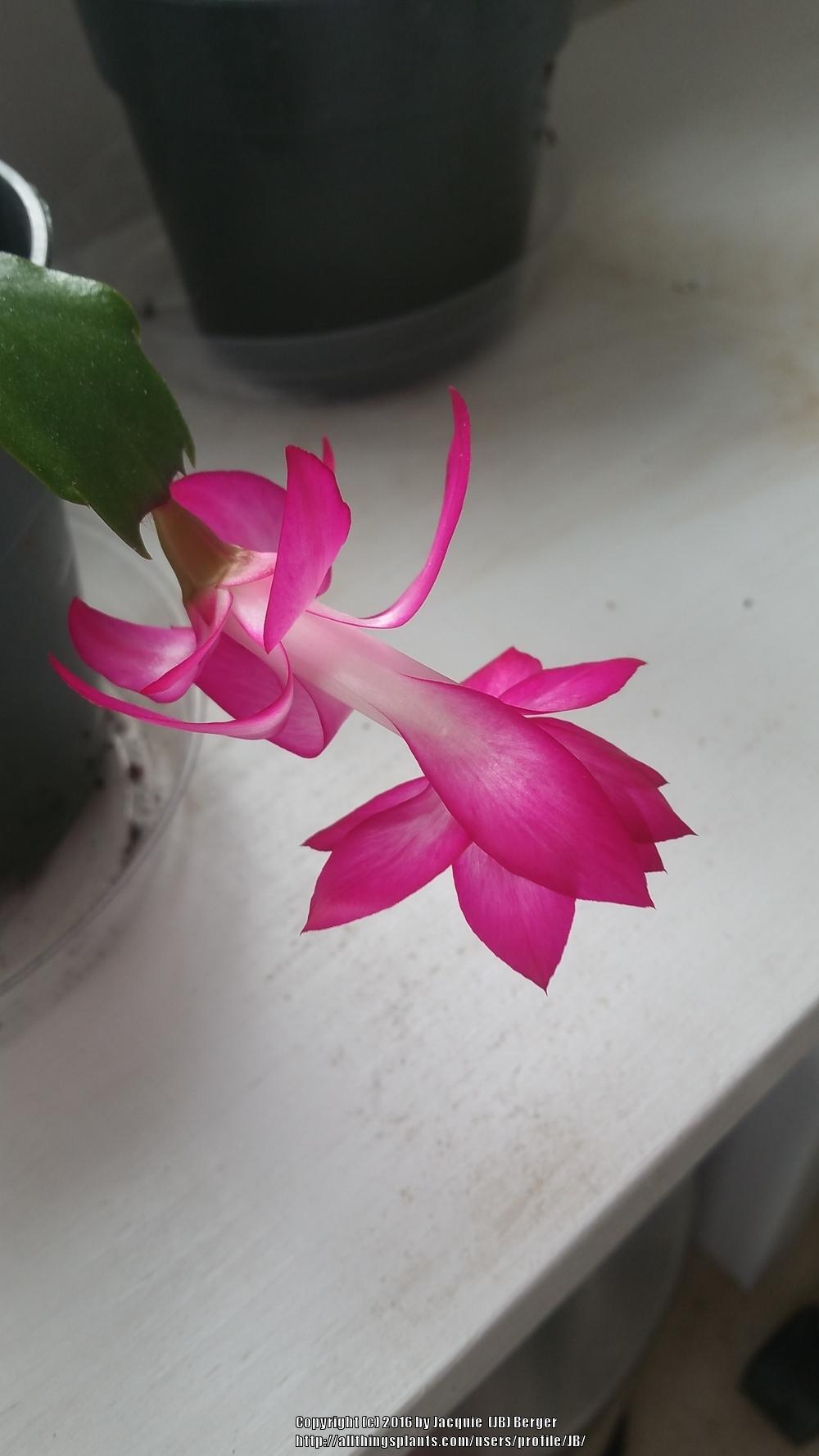 Photo of Holiday Cactus (Schlumbergera 'Anapolis Brazil') uploaded by JB