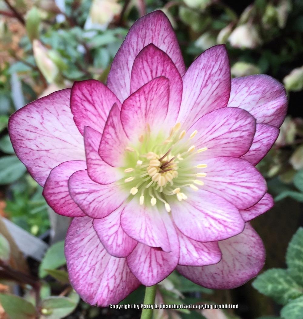 Photo of Double Hellebore (Helleborus Winter Jewels™ Peppermint Ice) uploaded by Patty