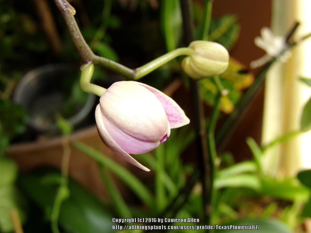 Photo of Moth Orchid (Phalaenopsis) uploaded by TexasPlumeria87