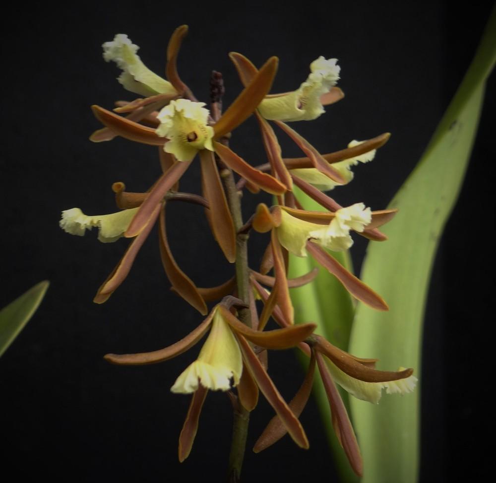 Photo of Orchid (Myrmecophila wendlandii) uploaded by hawkarica