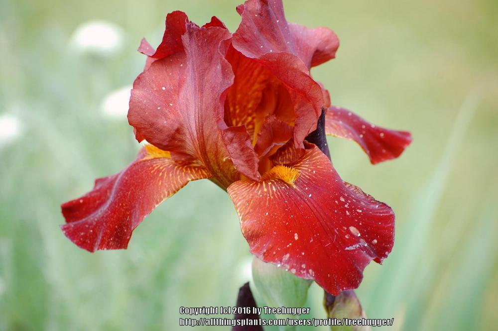 Photo of Tall Bearded Iris (Iris 'Sultan's Palace') uploaded by treehugger