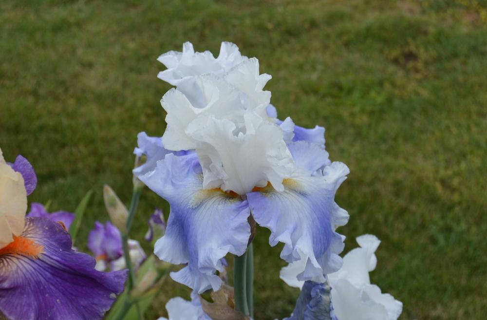 Photo of Tall Bearded Iris (Iris 'Coming About') uploaded by KentPfeiffer