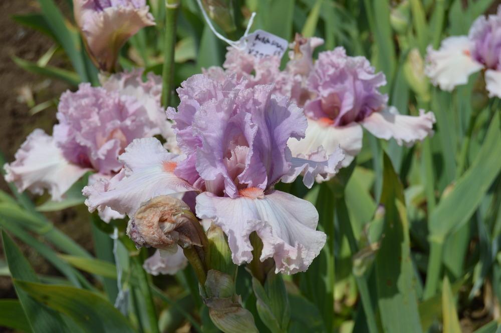Photo of Tall Bearded Iris (Iris 'Bubblicious') uploaded by KentPfeiffer
