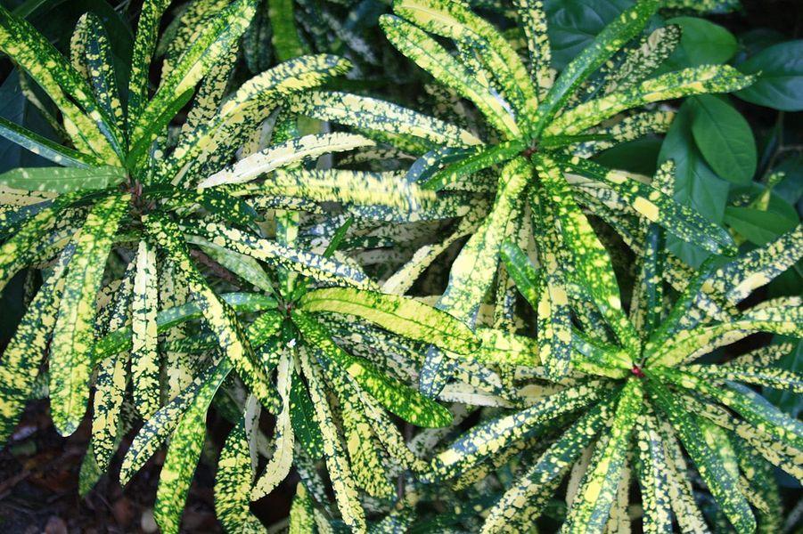 Photo of Croton (Codiaeum variegatum var. variegatum 'Goldfinger') uploaded by ScotTi