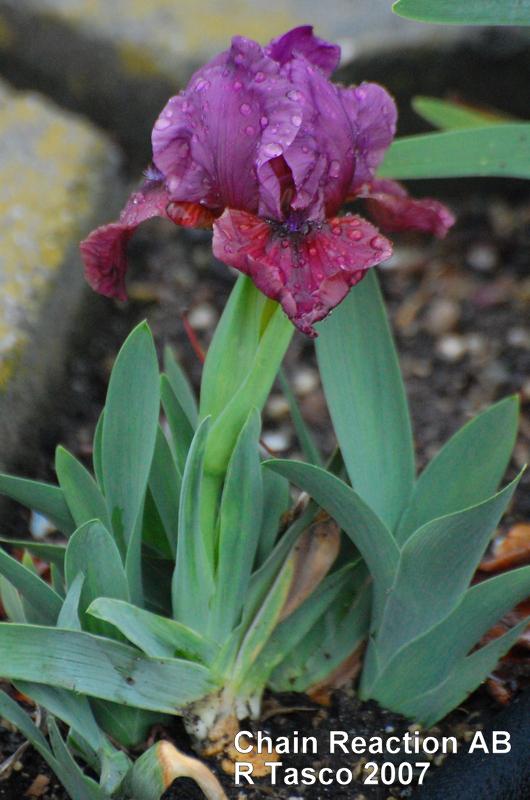 Photo of Arilbred Iris (Iris 'Chain Reaction') uploaded by coboro