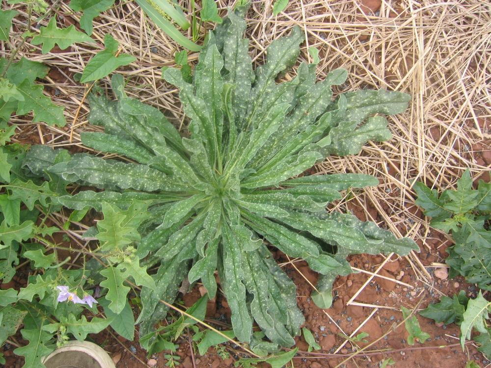 Photo of Viper's Bugloss (Echium vulgare) uploaded by greenthumb99