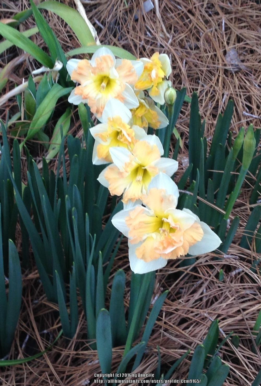 Photo of Split-Cupped Collar Daffodil (Narcissus 'Cum Laude') uploaded by Cem9165