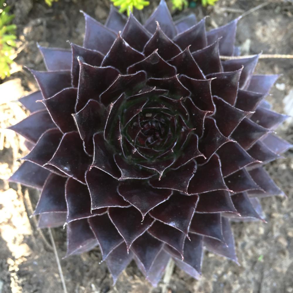 Photo of Sempervivum uploaded by HamiltonSquare