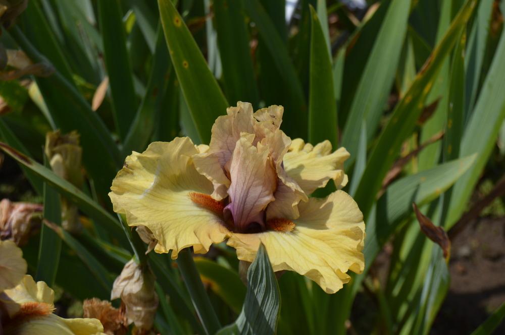 Photo of Tall Bearded Iris (Iris 'Desert Moth') uploaded by KentPfeiffer
