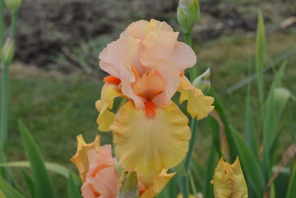 Photo of Tall Bearded Iris (Iris 'Early To Rise') uploaded by KentPfeiffer
