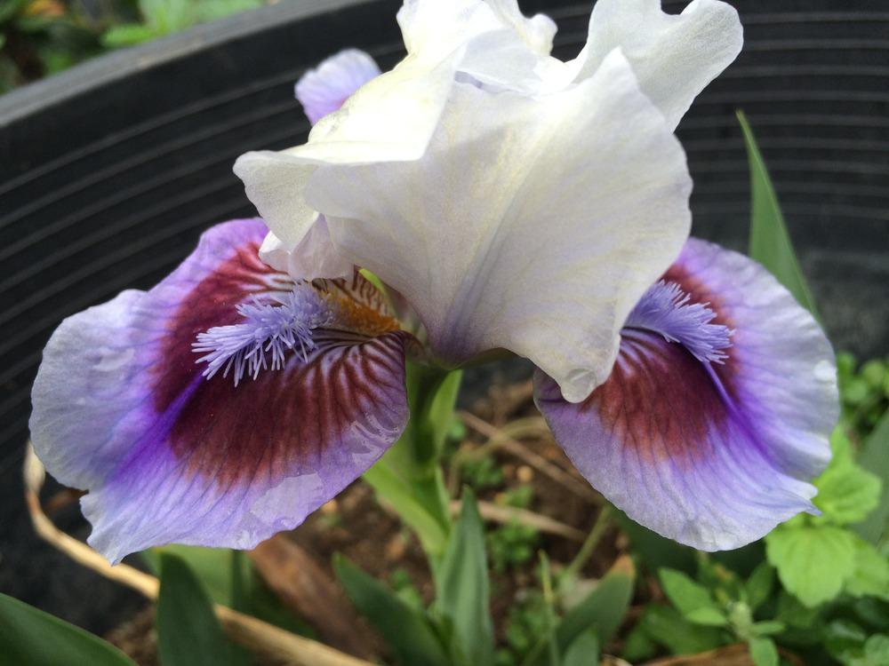 Photo of Standard Dwarf Bearded Iris (Iris 'Rainbow Rim') uploaded by Kitttty13
