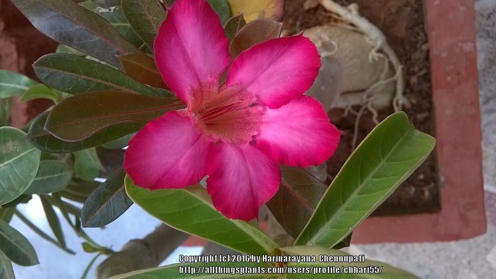Photo of Desert Rose (Adenium obesum 'Nila Kaan') uploaded by chhari55