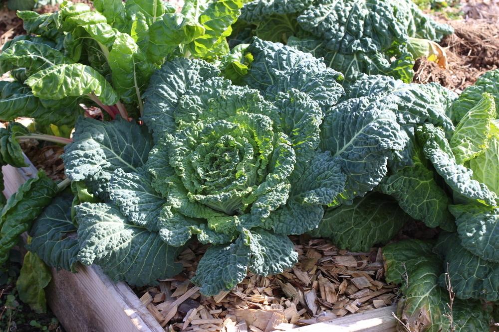 Photo of Cabbage (Brassica oleracea var. capitata 'Des Vertus') uploaded by dave