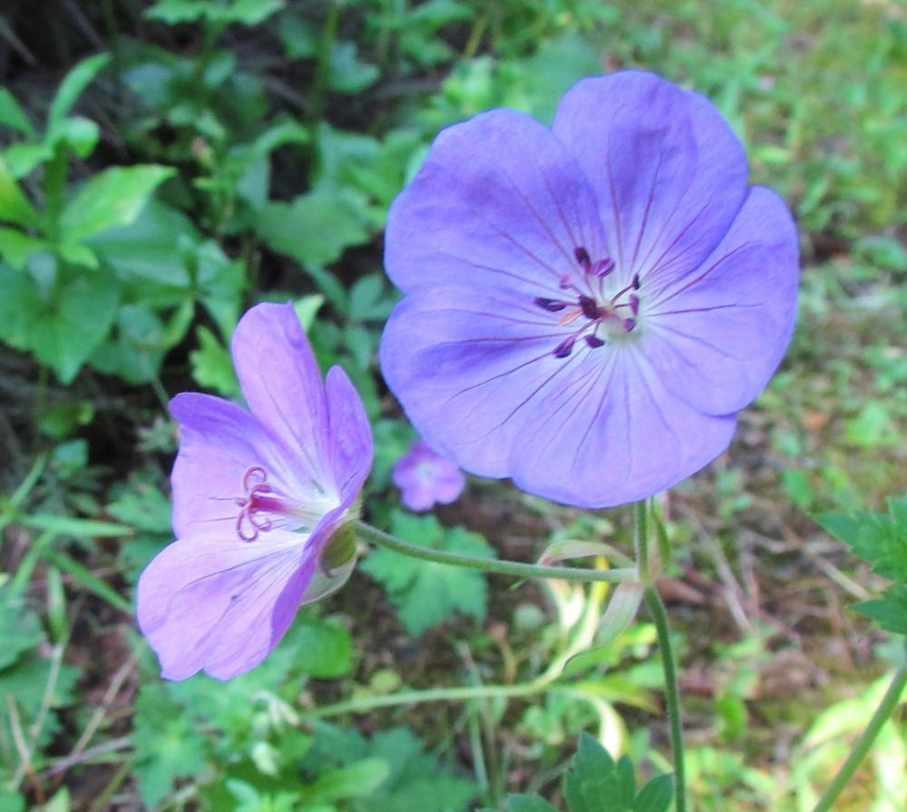 Photo of Geranium Rozanne® uploaded by greenthumb99
