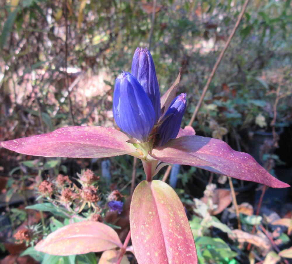 Photo of Closed Gentian (Gentiana andrewsii) uploaded by greenthumb99