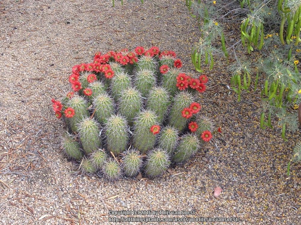 Photo of Claretcup Cactus (Echinocereus triglochidiatus) uploaded by mcvansoest