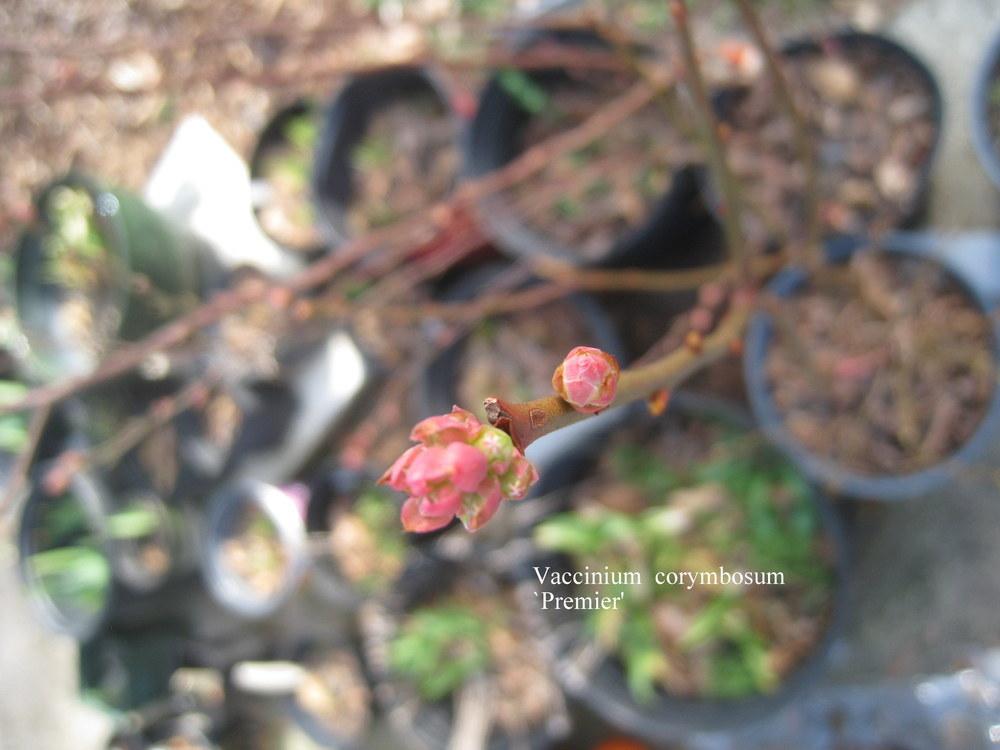 Photo of Rabbiteye Blueberry (Vaccinium corymbosum 'Premier') uploaded by Hemophobic