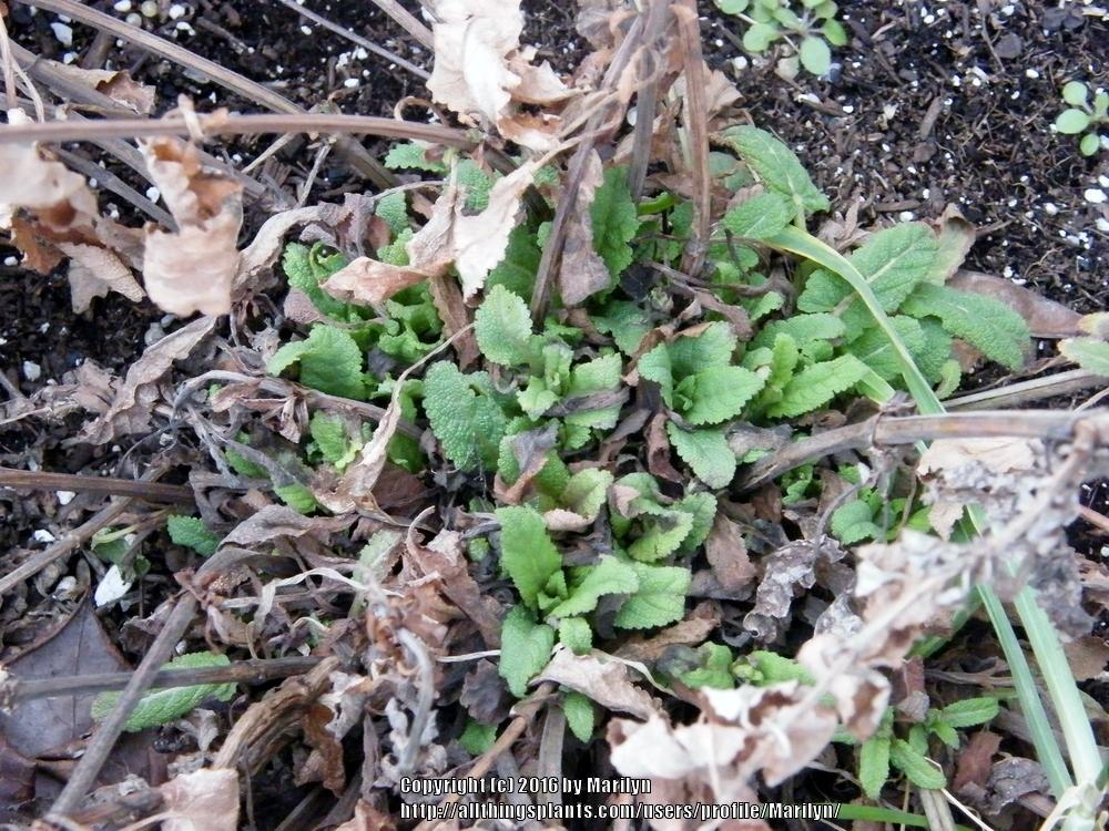 Photo of Sage (Salvia nemorosa 'Caradonna') uploaded by Marilyn