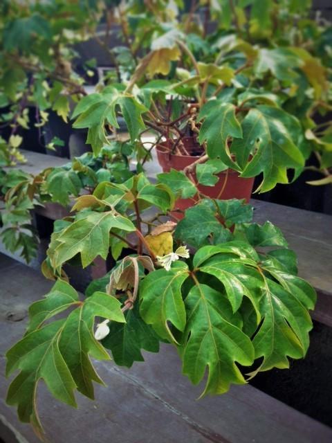 Photo of Grape Ivy (Cissus alata) uploaded by Urban_Farmer