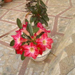 Location: Parchur, Andhra Pradesh, India
Date: 2014-03-27
The flowers belongs to parent stem