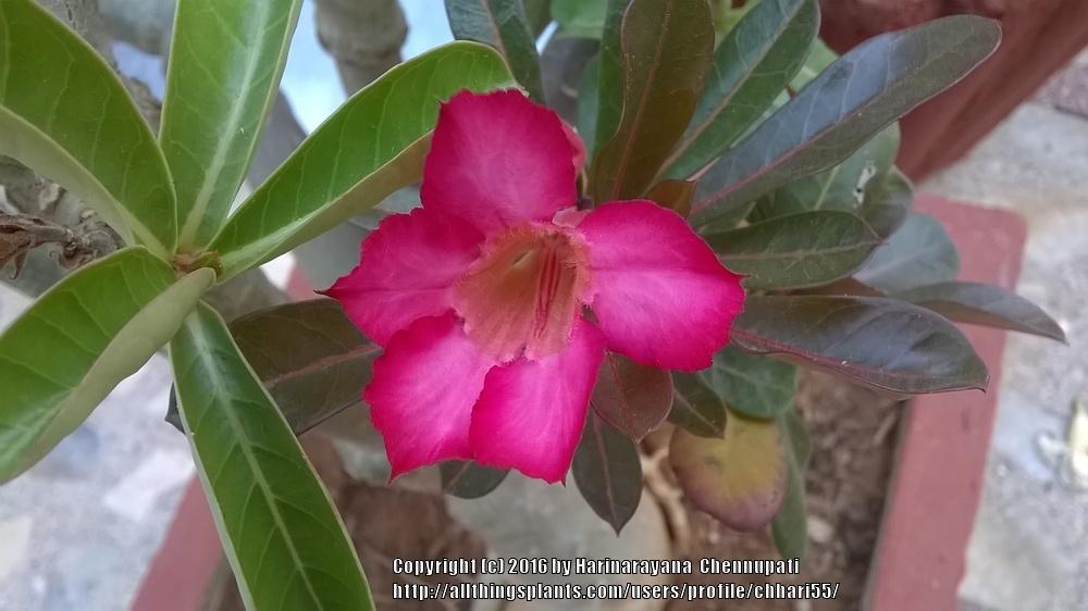 Photo of Desert Rose (Adenium obesum 'Nila Kaan') uploaded by chhari55