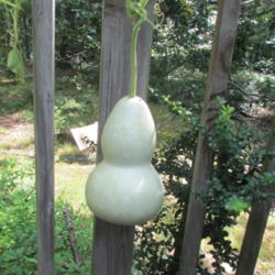 Location: Lucketts, Loudoun County, Virginia
Date: 2014-08-14
Nearly mature gourd