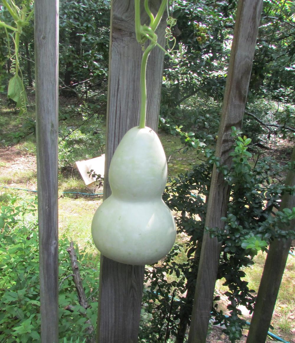 Photo of Hard-shelled Gourd (Lagenaria siceraria 'Birdhouse') uploaded by greenthumb99