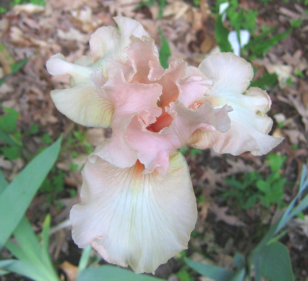Photo of Tall Bearded Iris (Iris 'Beverly Sills') uploaded by greenthumb99