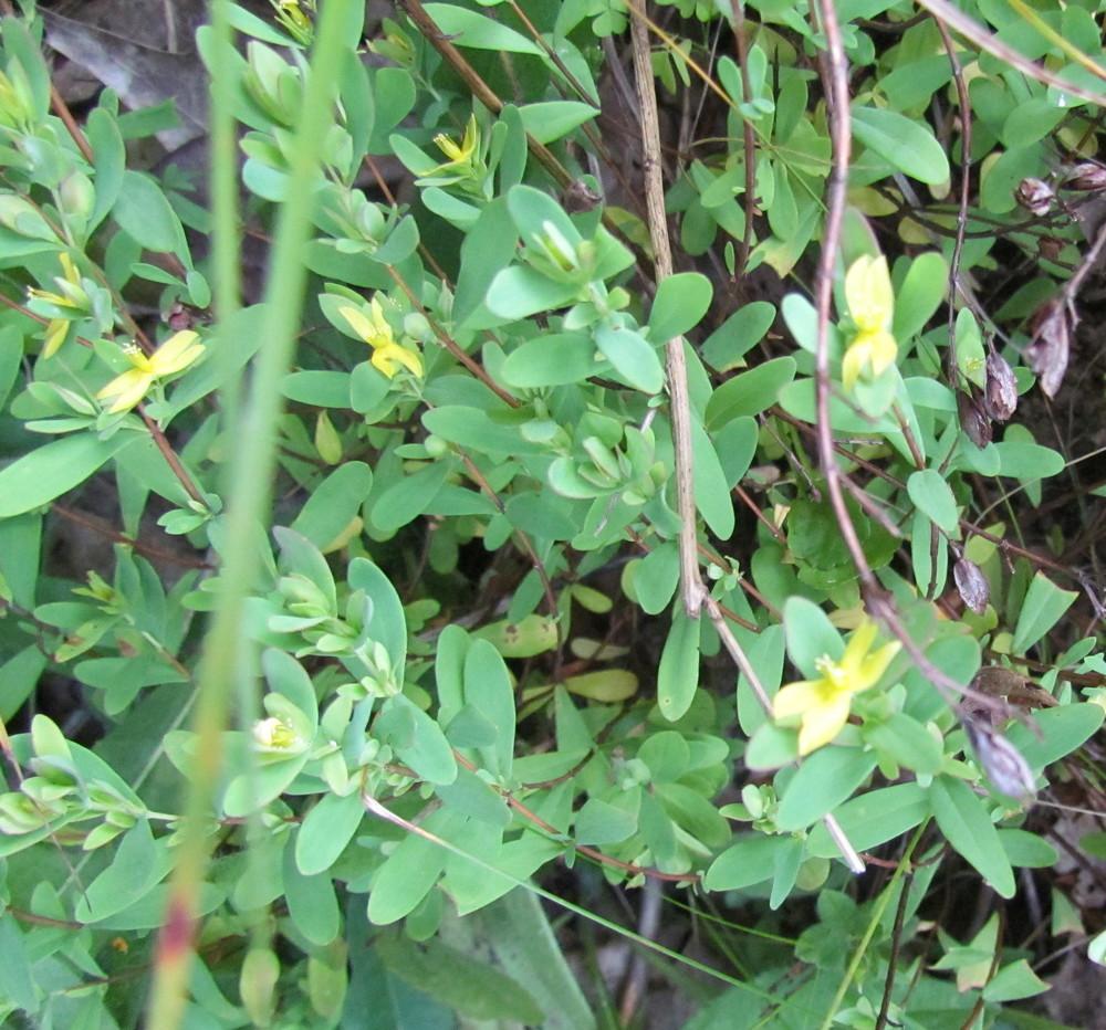 Photo of St Andrew's Cross (Hypericum hypericoides) uploaded by greenthumb99