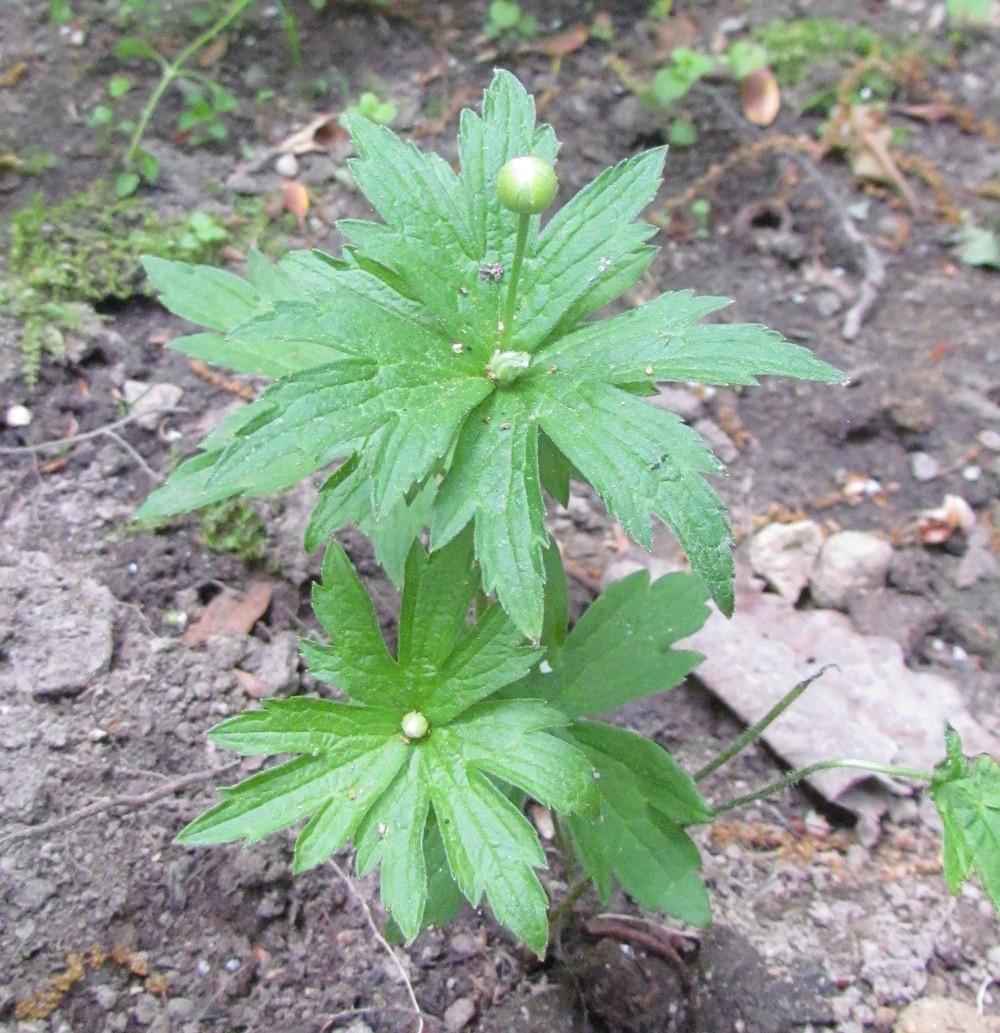Photo of Goldenseal (Hydrastis canadensis) uploaded by greenthumb99