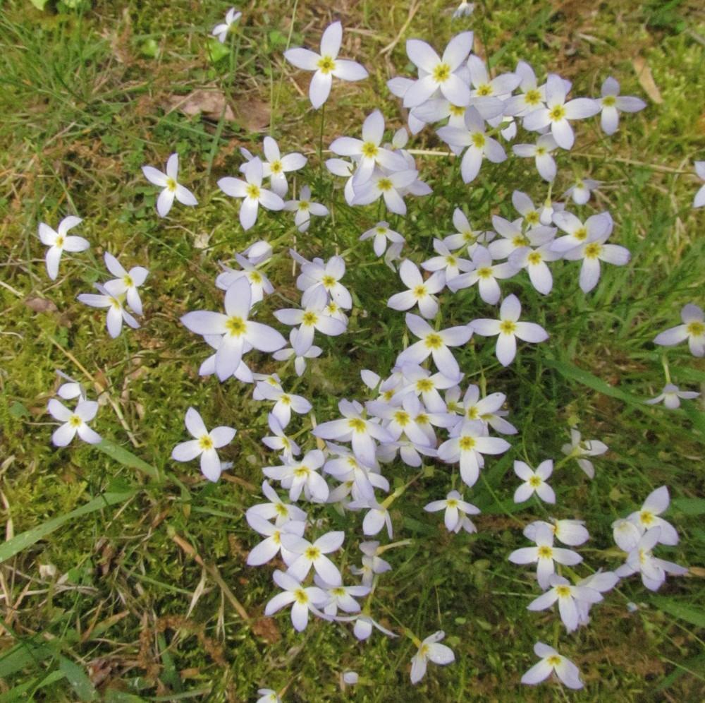 Photo of Bluets (Houstonia caerulea) uploaded by greenthumb99