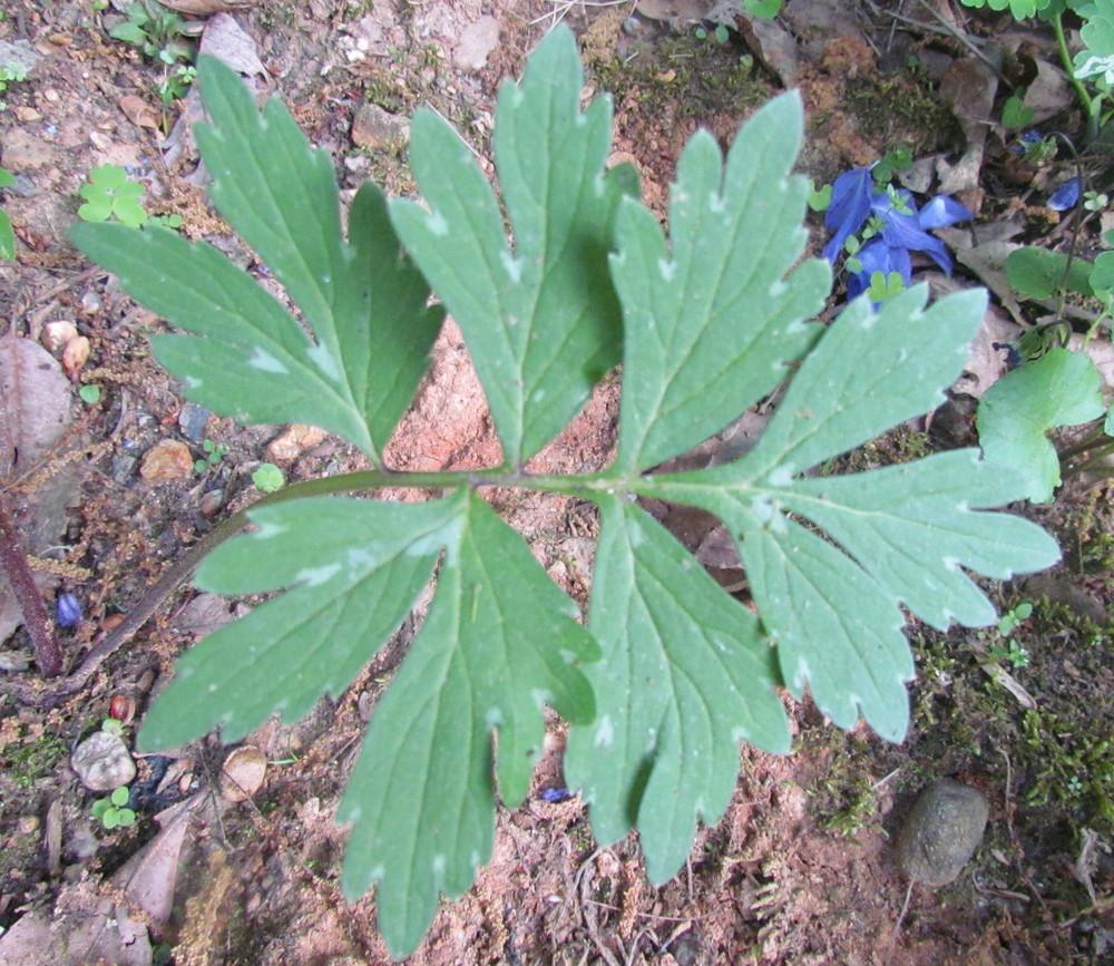 Photo of Virginia Waterleaf (Hydrophyllum virginianum) uploaded by greenthumb99