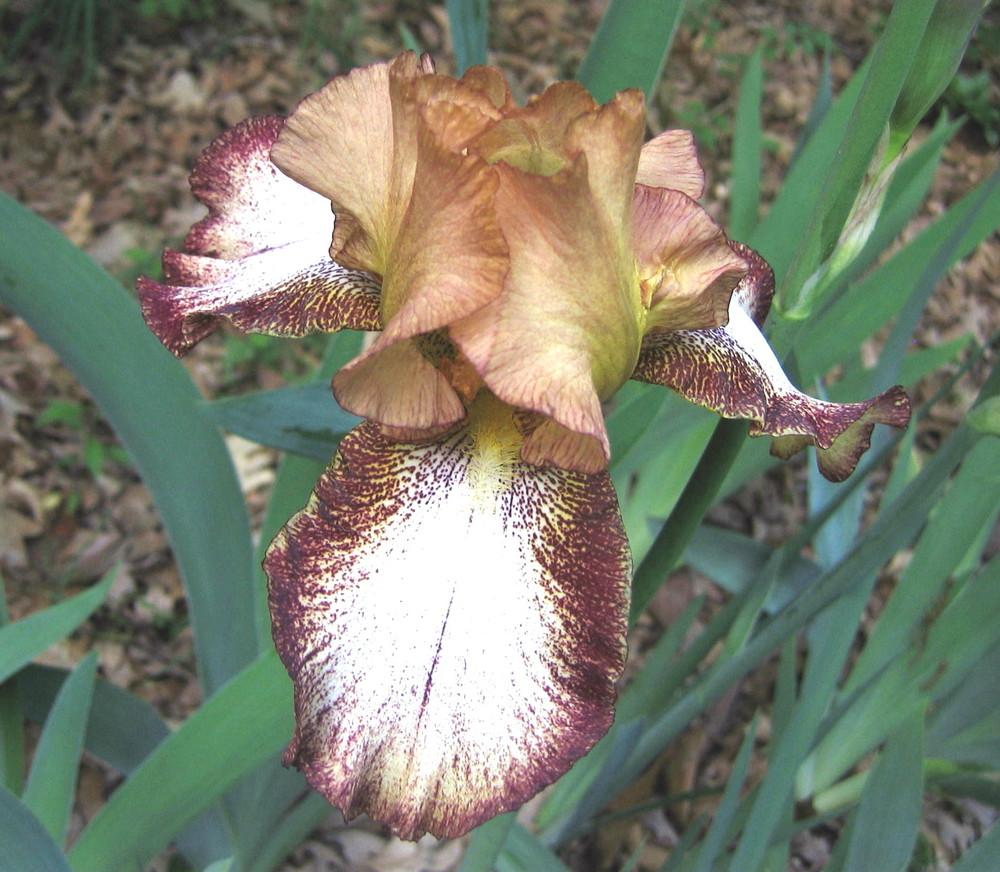 Photo of Tall Bearded Iris (Iris 'Siva Siva') uploaded by greenthumb99