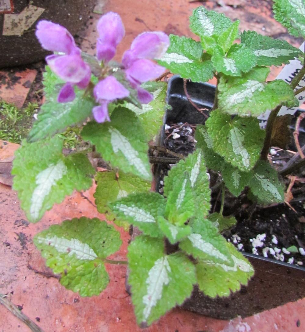 Photo of Spotted Dead Nettle (Lamium maculatum 'Shell Pink') uploaded by greenthumb99