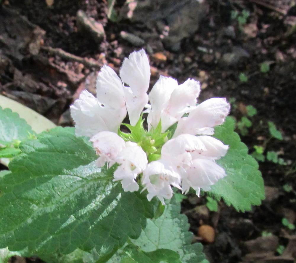 Photo of Spotted Deadnettle (Lamium maculatum 'White Nancy') uploaded by greenthumb99