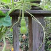 Very immature developing gourd