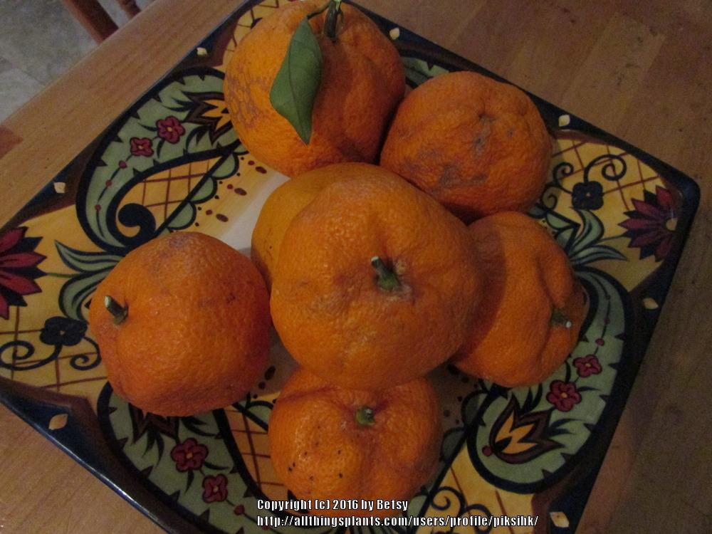 Photo of Tangerine (Citrus reticulata) uploaded by piksihk