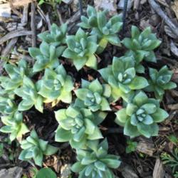 Location: Native Plants Demonstration Garden, Historic City Cemetery, Sacramento CA.
Date: 2016-02-24
Zone 9b. The leaves in these young rosettes will lengthen as it m