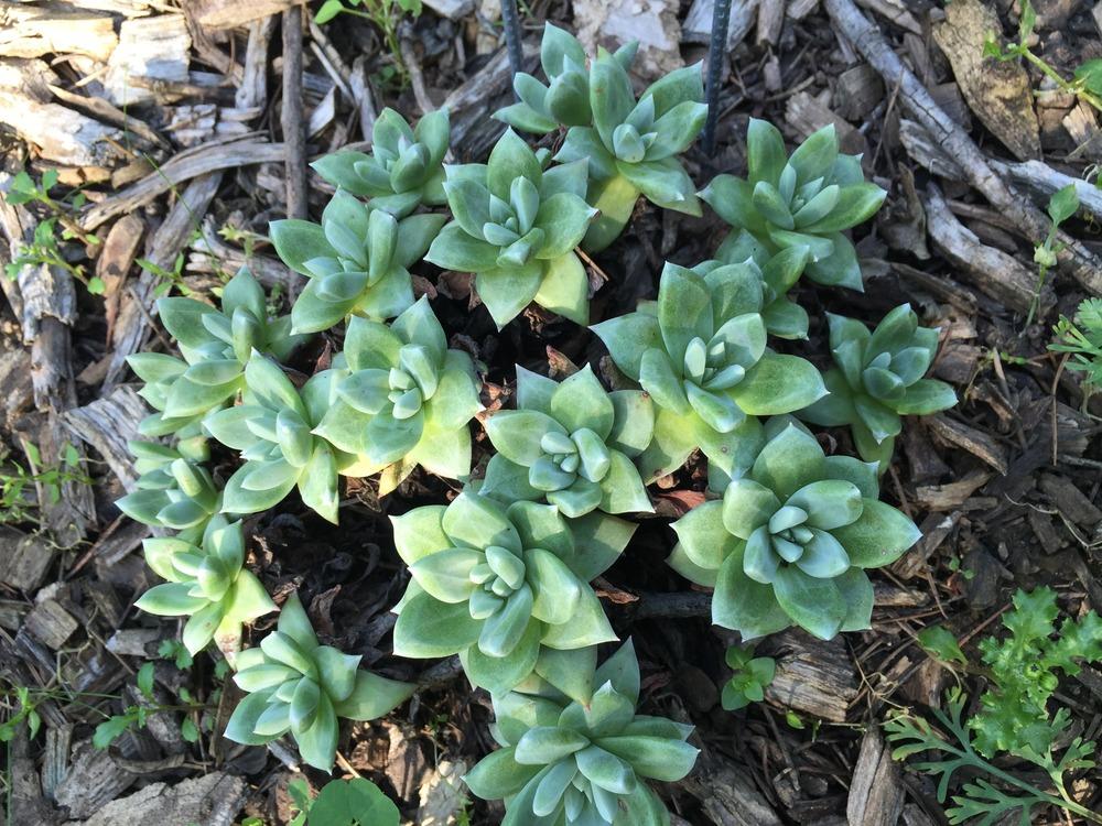 Photo of Bluff Lettuce (Dudleya farinosa) uploaded by HamiltonSquare