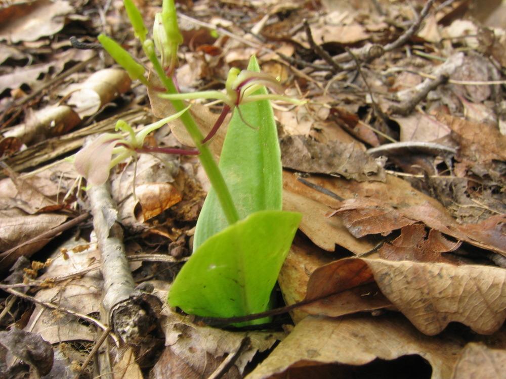 Photo of Lily Twayblade (Liparis liliifolia) uploaded by greenthumb99