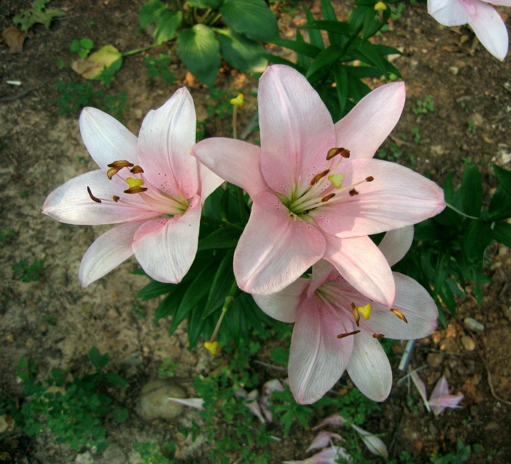 Photo of Lily (Lilium 'Algarve') uploaded by greenthumb99
