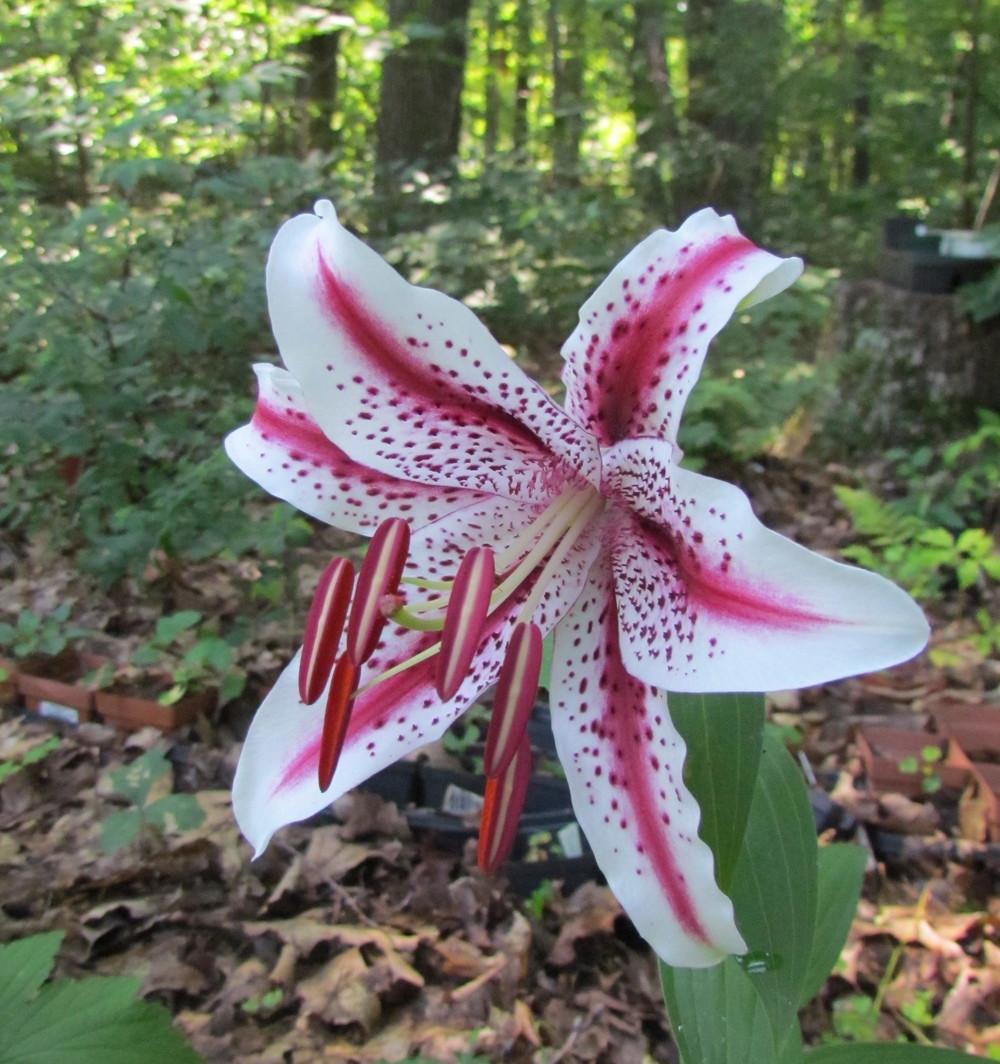 Photo of Oriental Lily (Lilium 'Dizzy') uploaded by greenthumb99