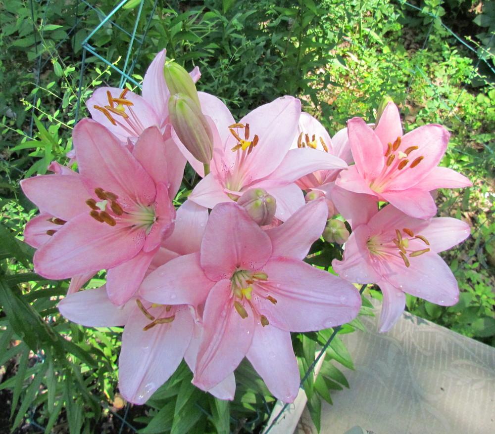 Photo of Lily (Lilium 'Algarve') uploaded by greenthumb99