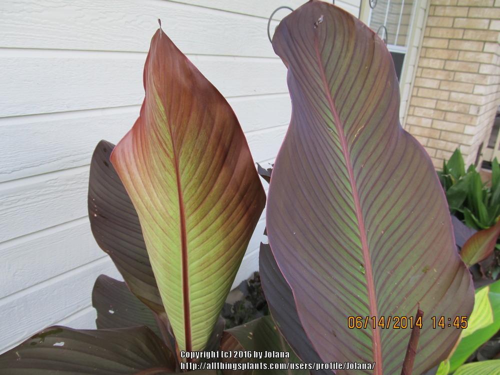 Photo of Indian Shot (Canna indica 'Red Stripe') uploaded by Jolana